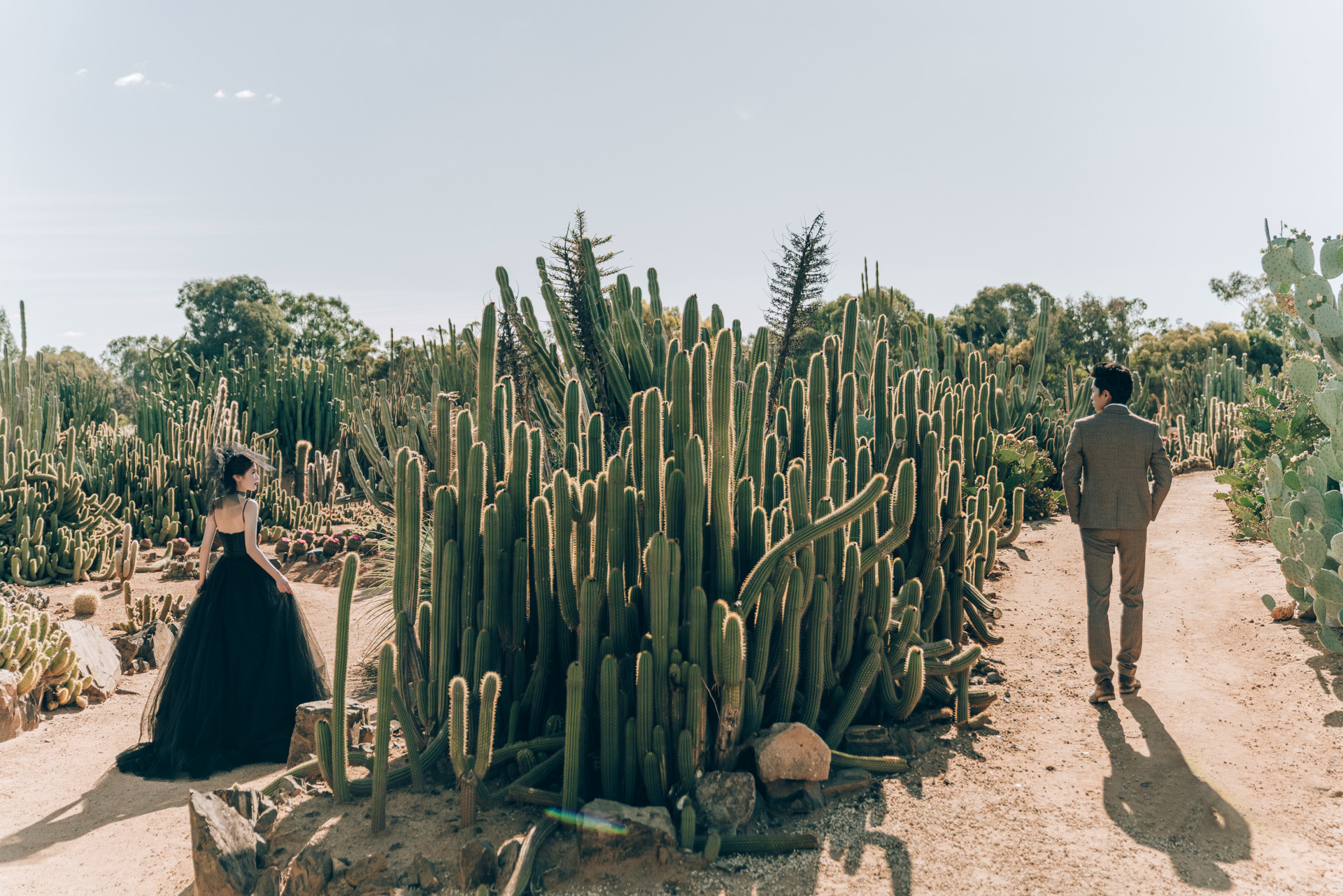 An elegant couple during their pre-wedding videography session amidst the serene beauty of a cactus garden, capturing a moment of anticipation and romance.