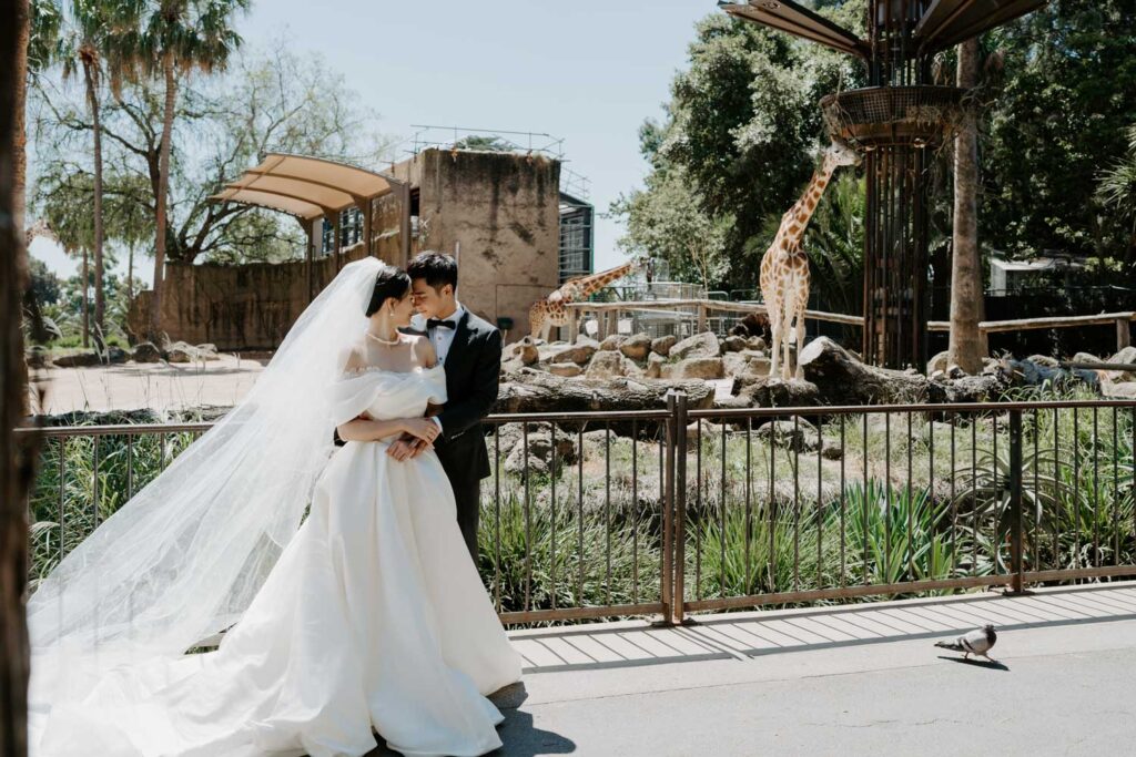 Melbourne Wedding Photography「LaterStory」30.01.2024 MaggieJacky Melbourne Zoo 18 | LaterStory |