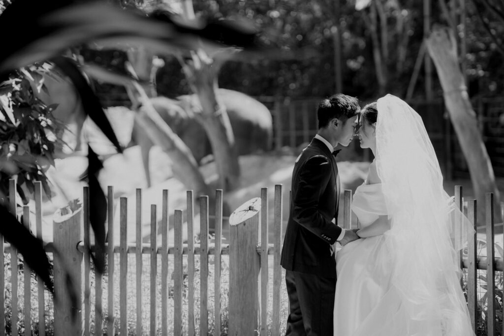 Melbourne Wedding Photography「LaterStory」30.01.2024 MaggieJacky Melbourne Zoo 29 | LaterStory |