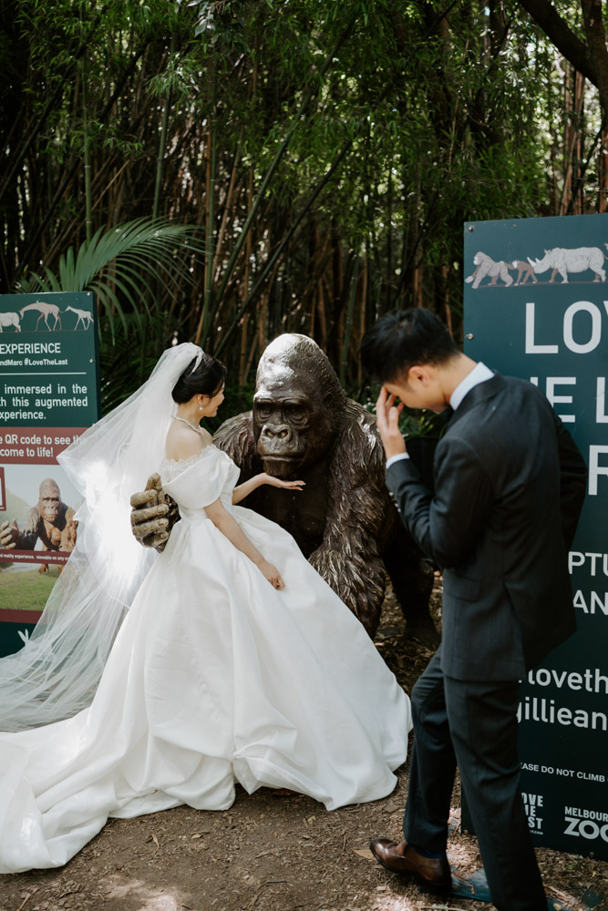 Melbourne Wedding Photography「LaterStory」30.01.2024 MaggieJacky Melbourne Zoo 42 | LaterStory |